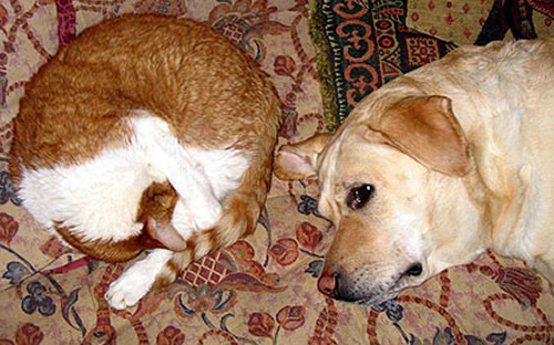 Buffy the dog and Gallifrey the cat